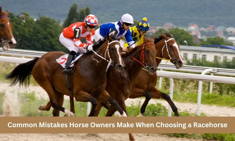 Common Mistakes Horse Owners Make When Choosing a Racehorse